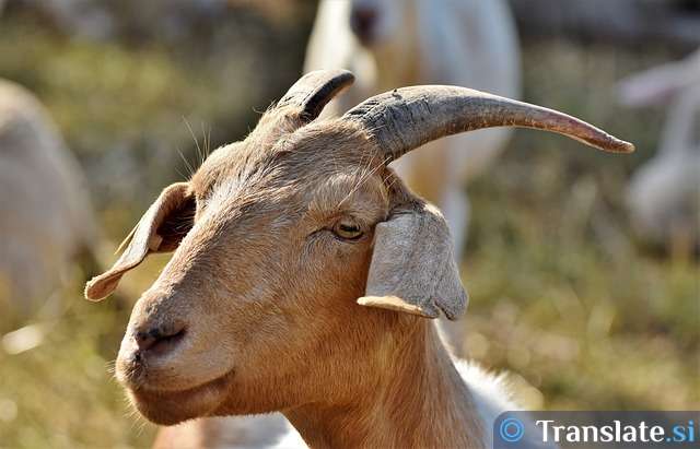 do-you-know-how-to-say-billy-goat-in-different-languages